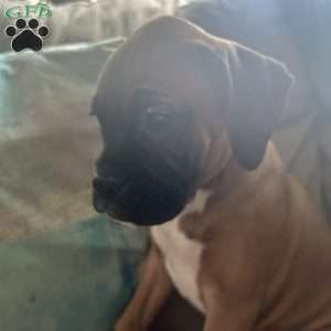Diamond, Boxer Puppy