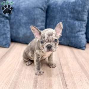 Oliver, French Bulldog Puppy