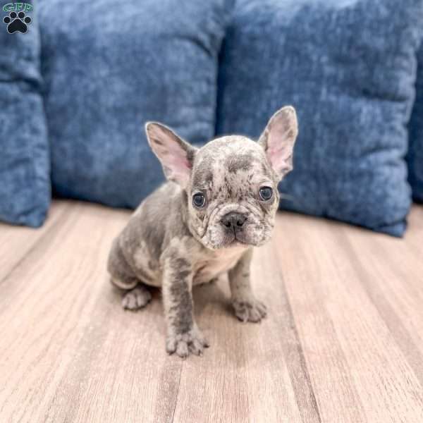 Oliver, French Bulldog Puppy