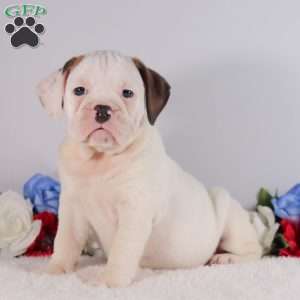 Bessie, English Bulldog Puppy