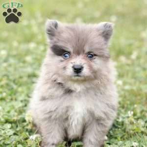 Liam, Pomeranian Puppy