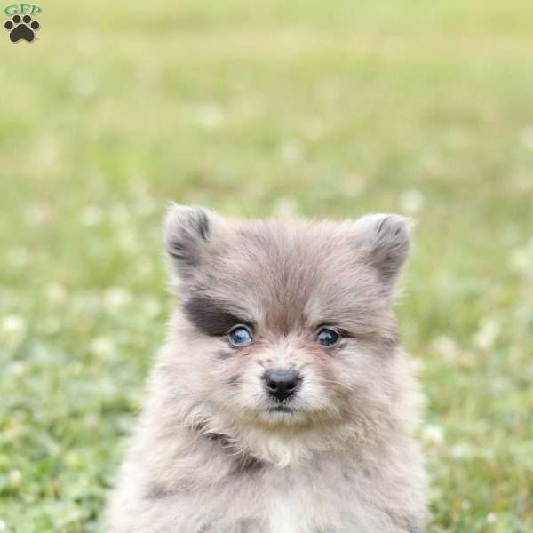 Liam, Pomeranian Puppy