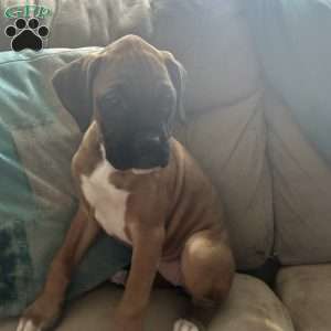 Diamond, Boxer Puppy