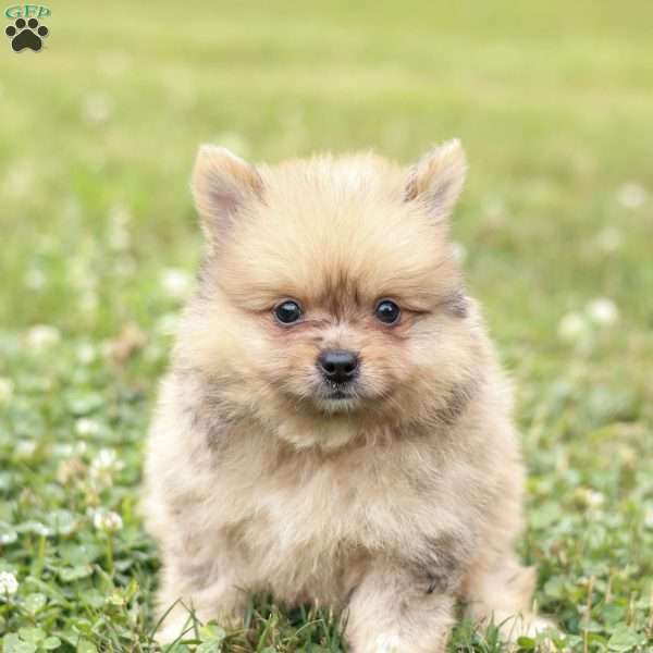 Lukas, Pomeranian Puppy