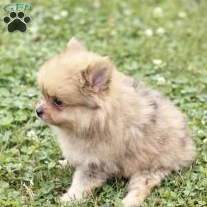 Lukas, Pomeranian Puppy
