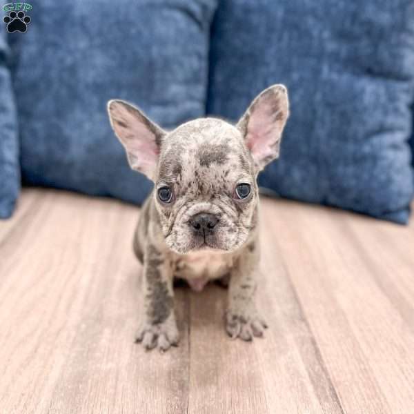 Oliver, French Bulldog Puppy