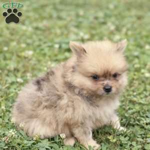 Lukas, Pomeranian Puppy