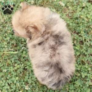 Lukas, Pomeranian Puppy