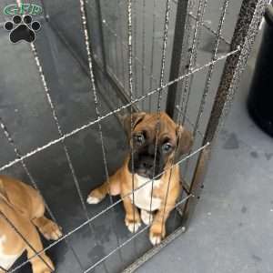 Diamond, Boxer Puppy