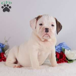 Bessie, English Bulldog Puppy