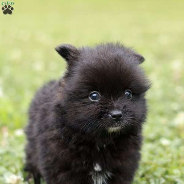 Leno, Pomeranian Puppy