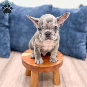 Oliver, French Bulldog Puppy