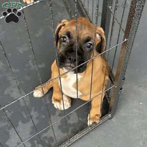 Diamond, Boxer Puppy