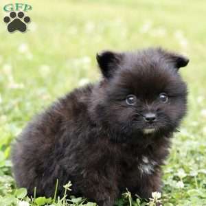 Leno, Pomeranian Puppy
