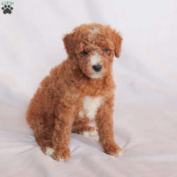 Poppy, Miniature Poodle Puppy