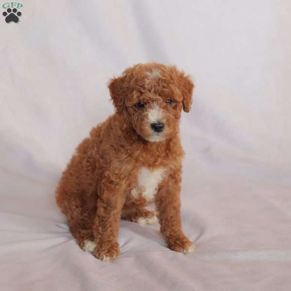 Poppy, Miniature Poodle Puppy