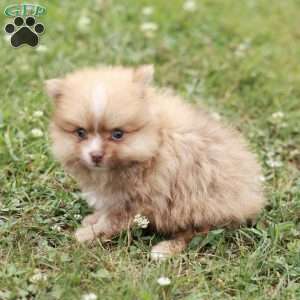 Lane, Pomeranian Puppy