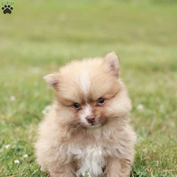 Lane, Pomeranian Puppy