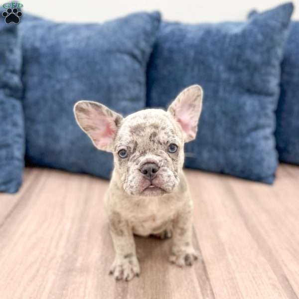 Rolex, French Bulldog Puppy