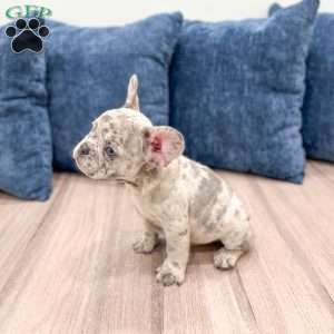 Rolex, French Bulldog Puppy