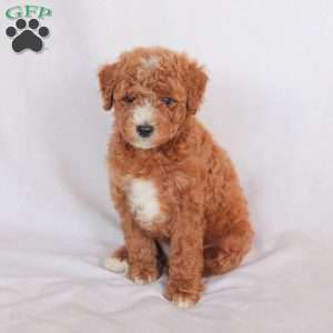 Poppy, Miniature Poodle Puppy