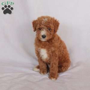 Poppy, Miniature Poodle Puppy