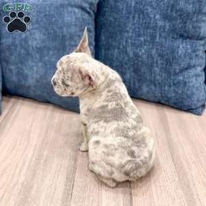 Rolex, French Bulldog Puppy