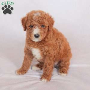 Poppy, Miniature Poodle Puppy