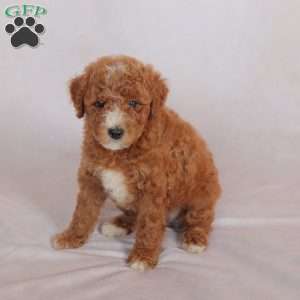 Poppy, Miniature Poodle Puppy