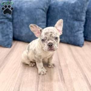 Rolex, French Bulldog Puppy