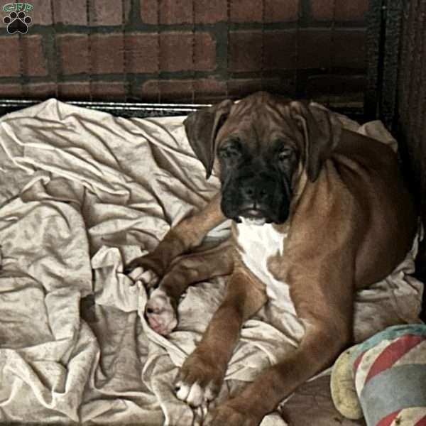 Diamond, Boxer Puppy