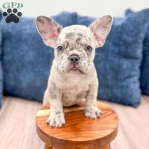 Rolex, French Bulldog Puppy