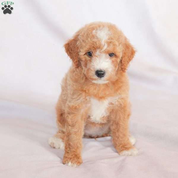 Queen, Miniature Poodle Puppy
