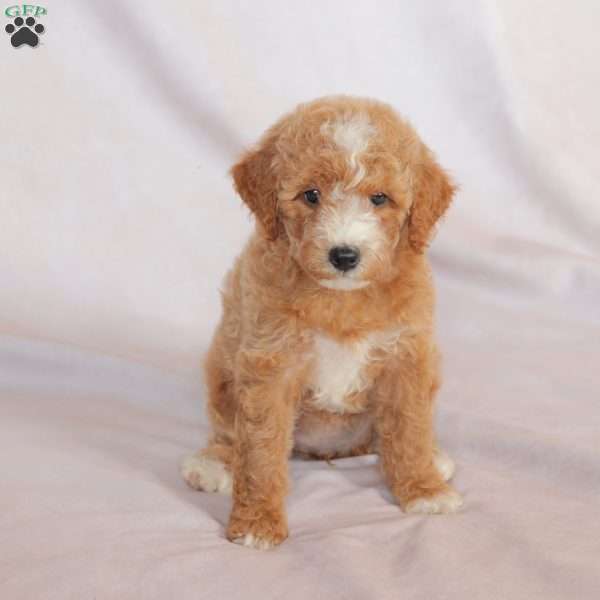 Queen, Miniature Poodle Puppy