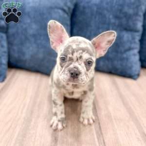 Bella, French Bulldog Puppy