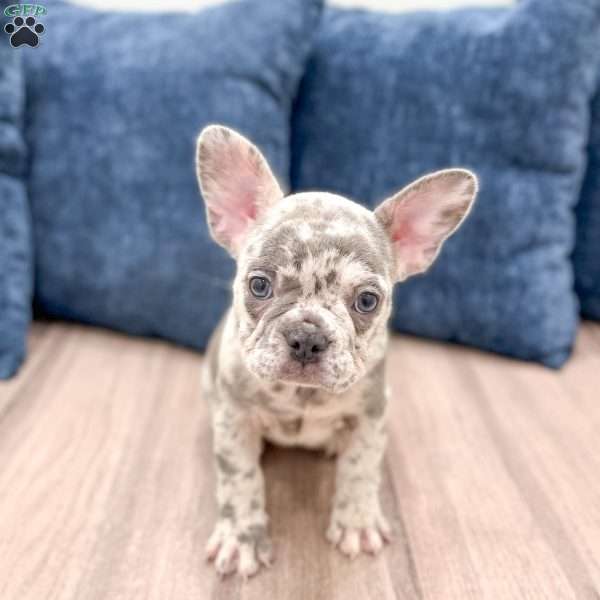Bella, French Bulldog Puppy