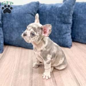 Bella, French Bulldog Puppy