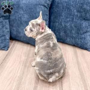 Bella, French Bulldog Puppy