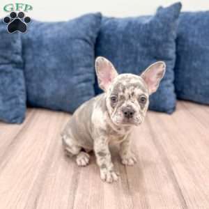 Bella, French Bulldog Puppy