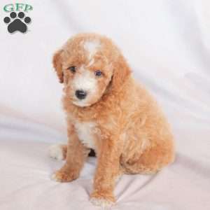 Queen, Miniature Poodle Puppy