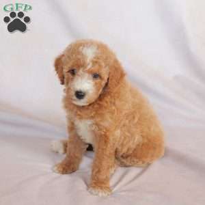 Queen, Miniature Poodle Puppy