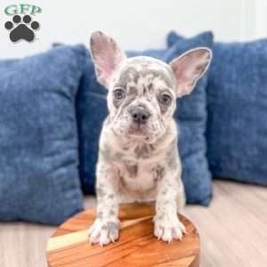 Bella, French Bulldog Puppy