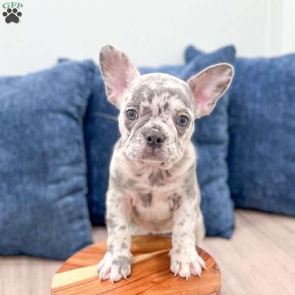 Bella, French Bulldog Puppy