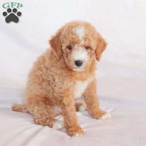 Queen, Miniature Poodle Puppy