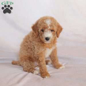 Queen, Miniature Poodle Puppy