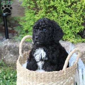 Boone, Standard Poodle Puppy