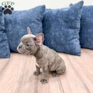 Misty, French Bulldog Puppy