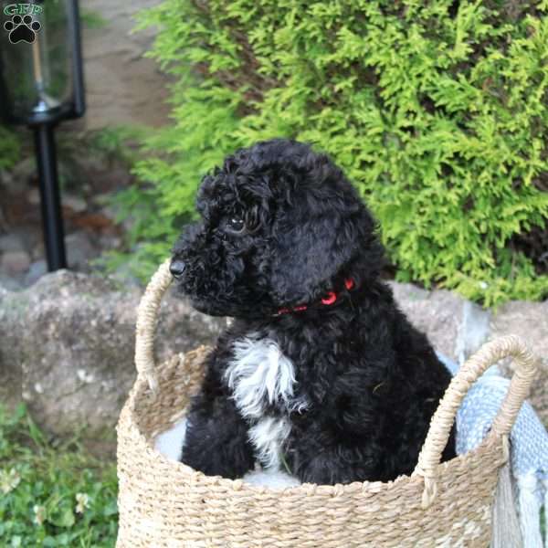 Boone, Standard Poodle Puppy