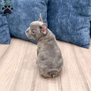 Misty, French Bulldog Puppy