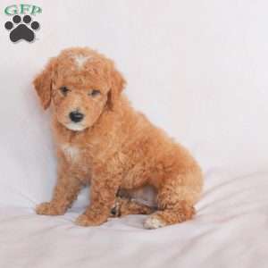Star, Miniature Poodle Puppy